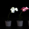 Enchanting Orchid Glow Lamp!