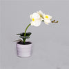 Enchanting Orchid Glow Lamp!