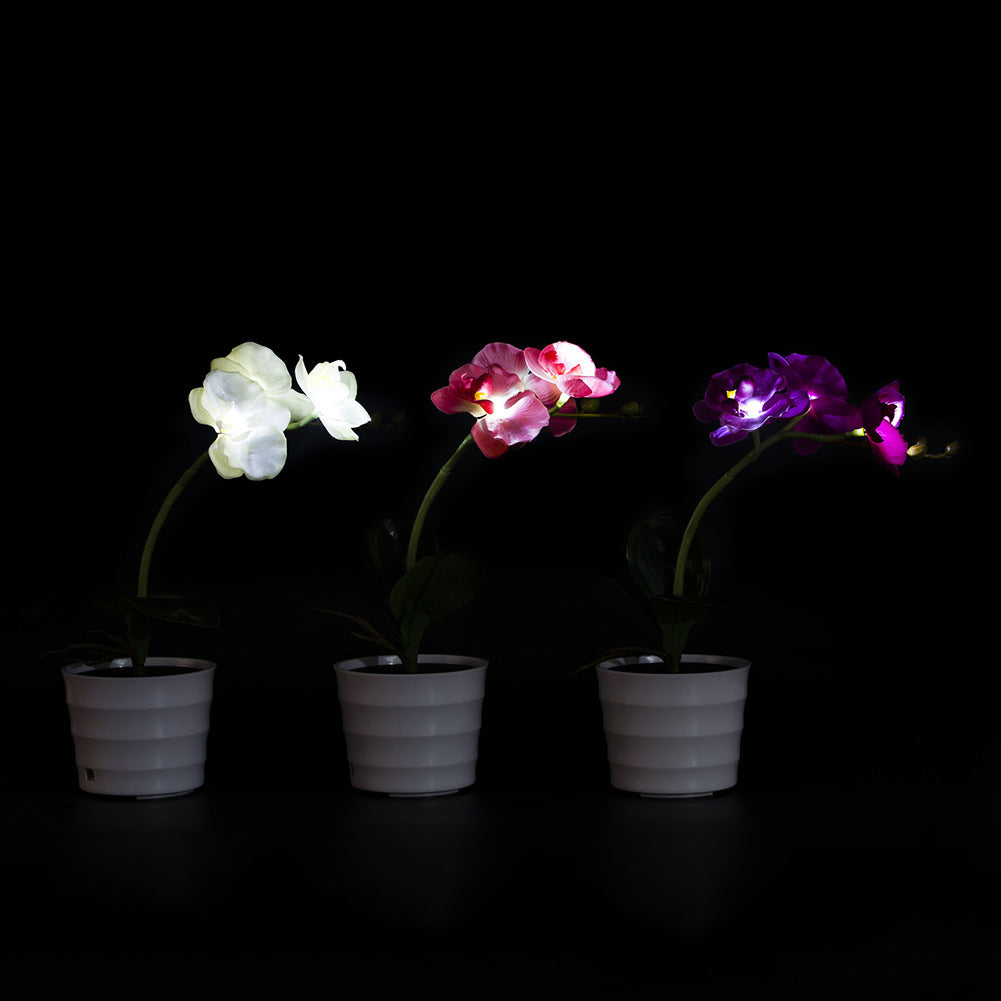 Enchanting Orchid Glow Lamp!