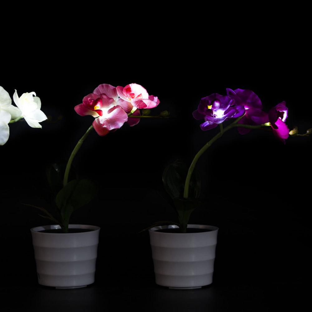 Enchanting Orchid Glow Lamp!